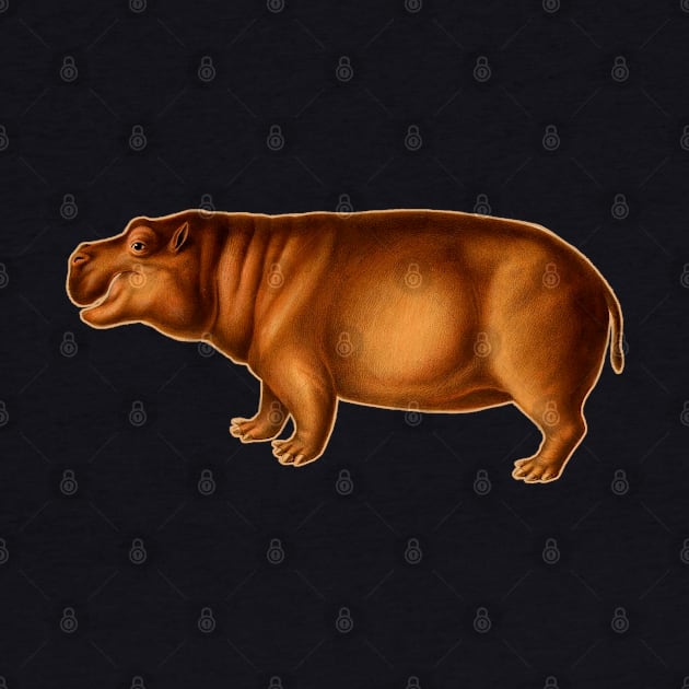 Hippopotamus naturalistic vintage art by Marccelus